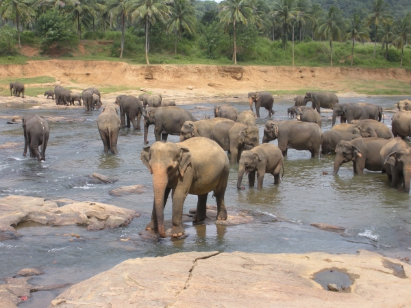 Orfanotrofio degli Elefanti